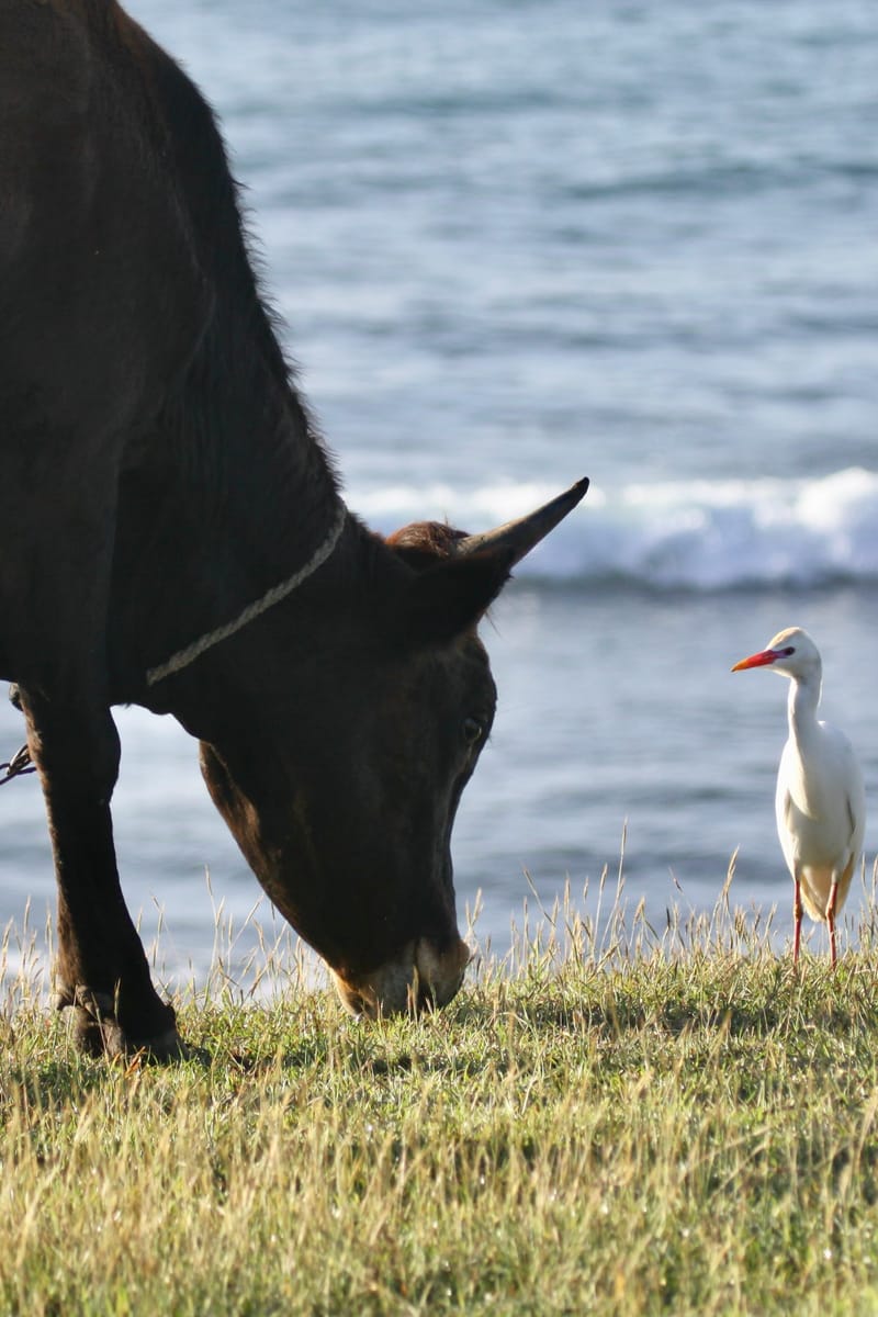 5. TOP de TOP : Animaux insolites mis à la verticale