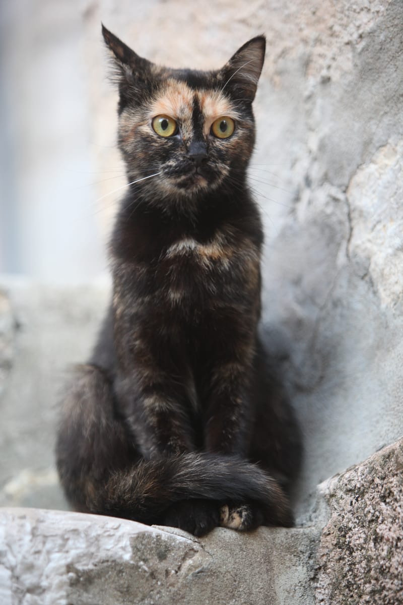 5. TOP de TOP : Animaux insolites mis à la verticale