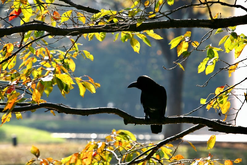 6. TOP de TOP : Animaux insolites posés à l'horizontal