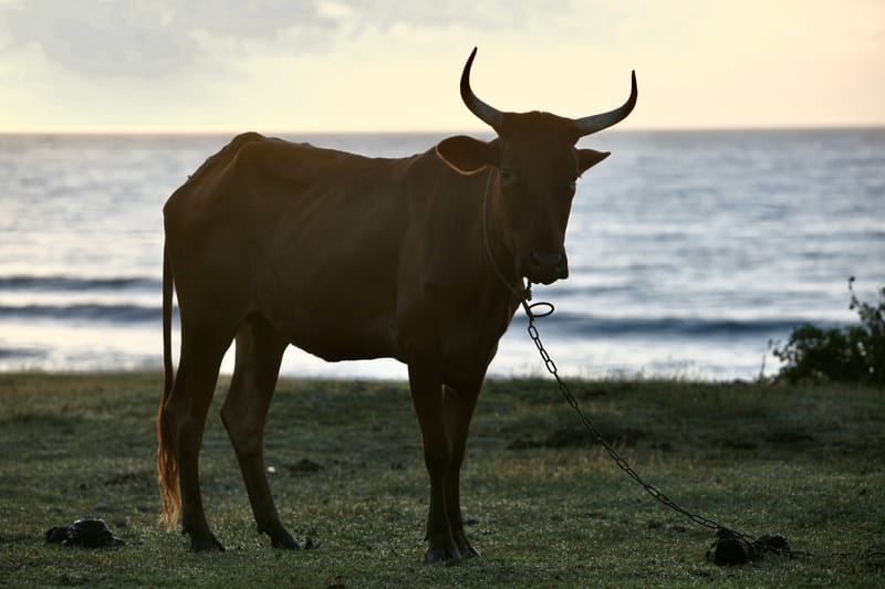 6. TOP de TOP : Animaux insolites posés à l'horizontal