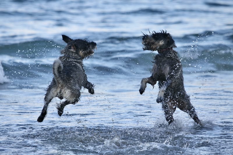 6. TOP de TOP : Animaux insolites posés à l'horizontal