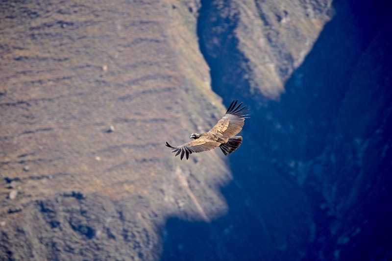 6. TOP de TOP : Animaux insolites posés à l'horizontal