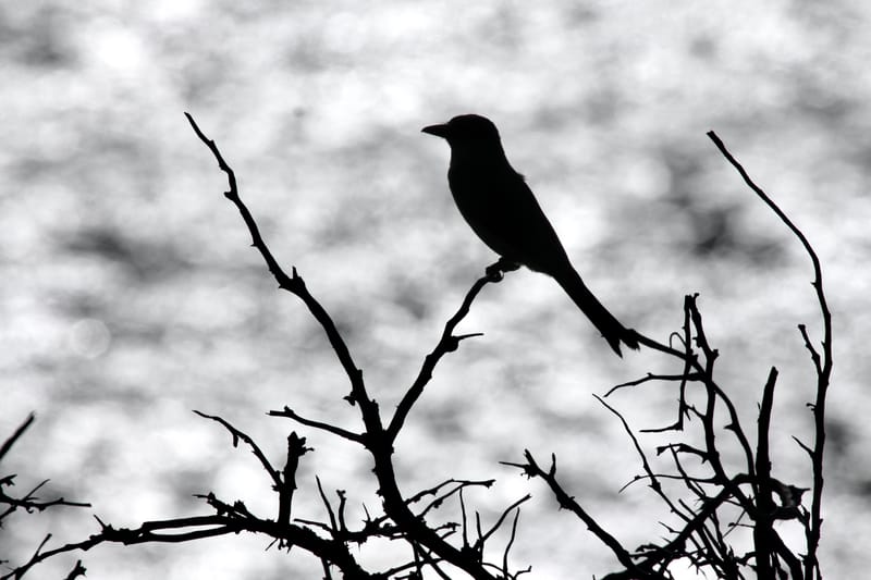 6. TOP de TOP : Animaux insolites posés à l'horizontal