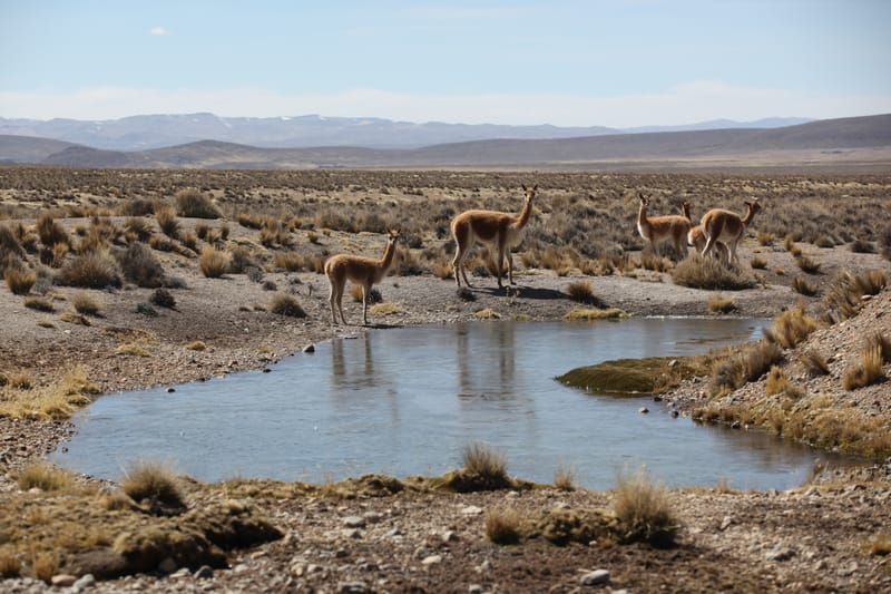 6. TOP de TOP : Animaux insolites posés à l'horizontal
