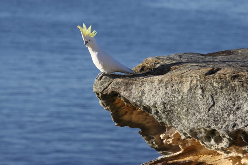 6. TOP de TOP : Animaux insolites posés à l'horizontal