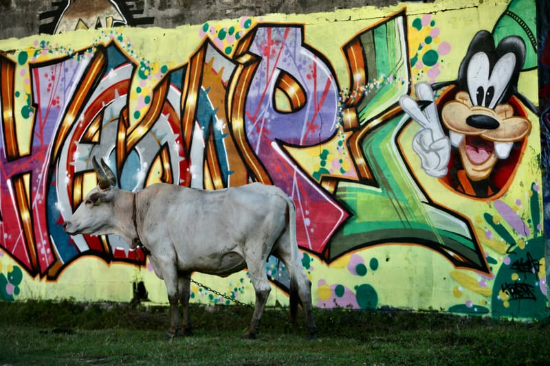 6. TOP de TOP : Animaux insolites posés à l'horizontal