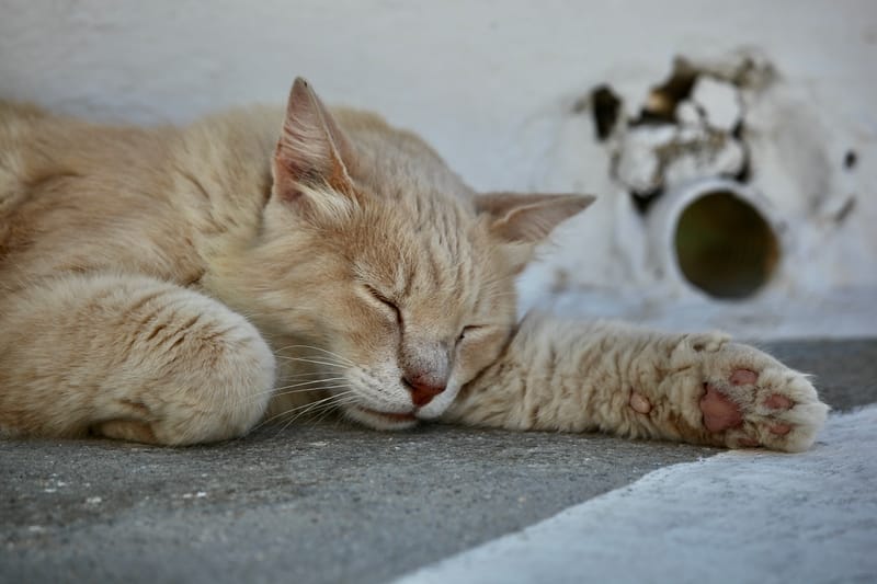 6. TOP de TOP : Animaux insolites posés à l'horizontal