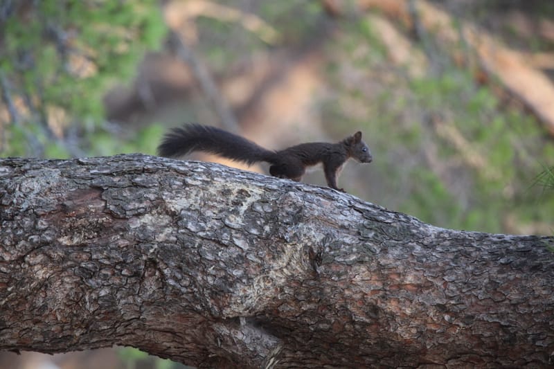 6. TOP de TOP : Animaux insolites posés à l'horizontal