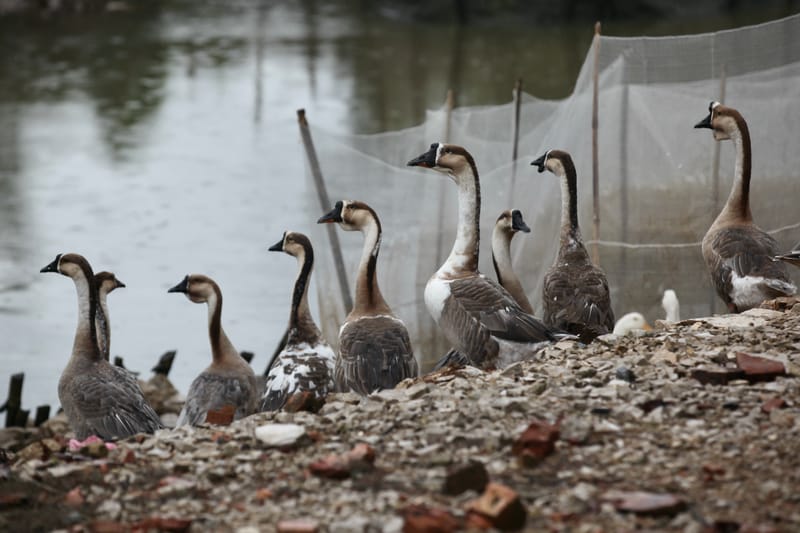 6. TOP de TOP : Animaux insolites posés à l'horizontal