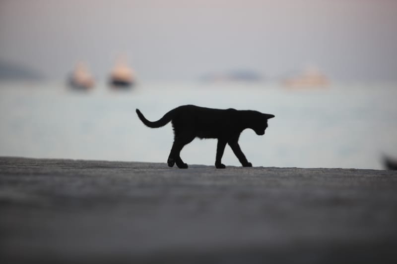 6. TOP de TOP : Animaux insolites posés à l'horizontal