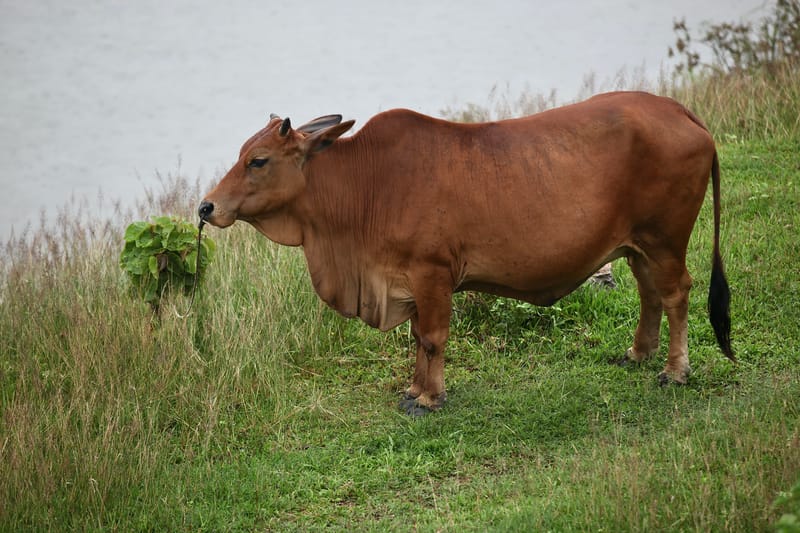 6. TOP de TOP : Animaux insolites posés à l'horizontal