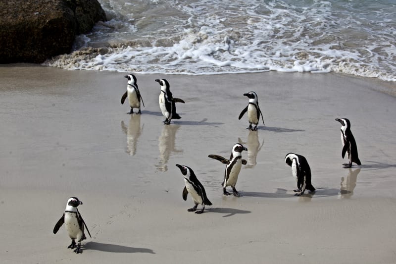 6. TOP de TOP : Animaux insolites posés à l'horizontal