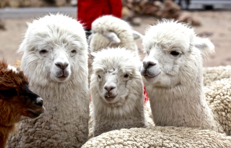 6. TOP de TOP : Animaux insolites posés à l'horizontal