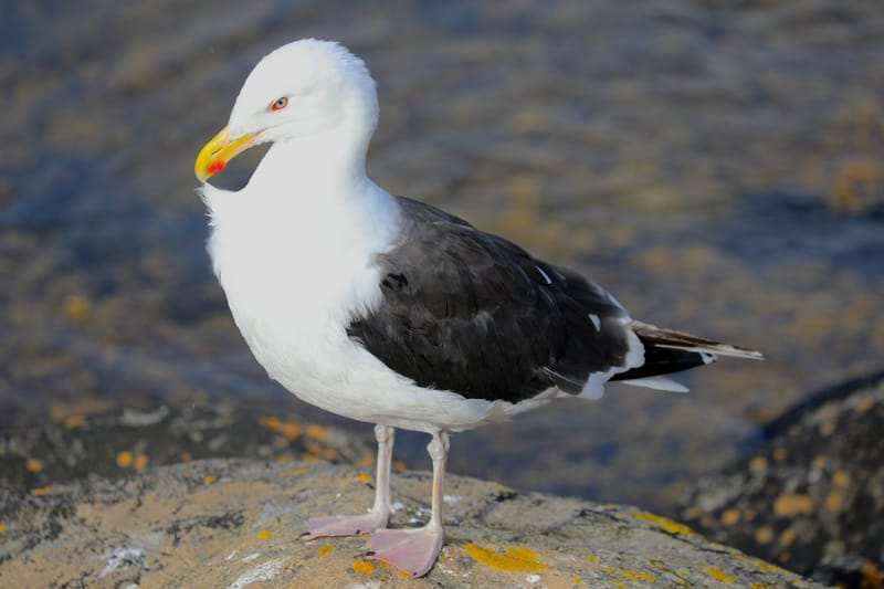 6. TOP de TOP : Animaux insolites posés à l'horizontal