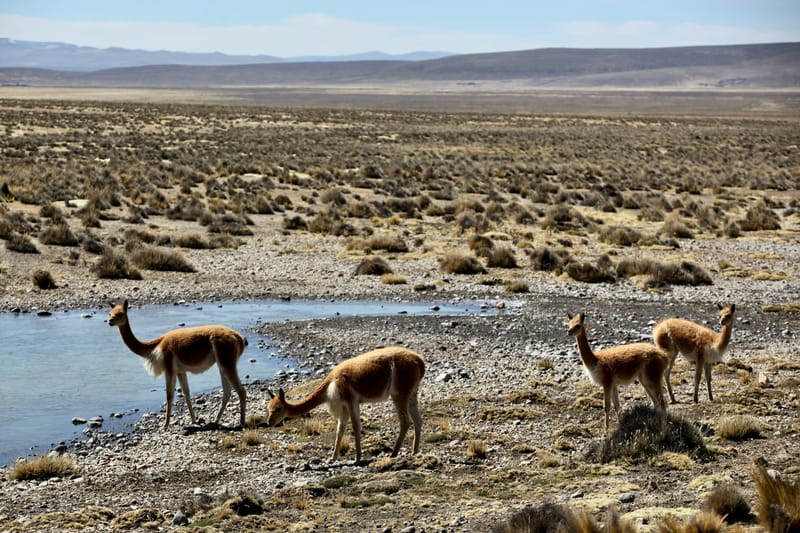 6. TOP de TOP : Animaux insolites posés à l'horizontal
