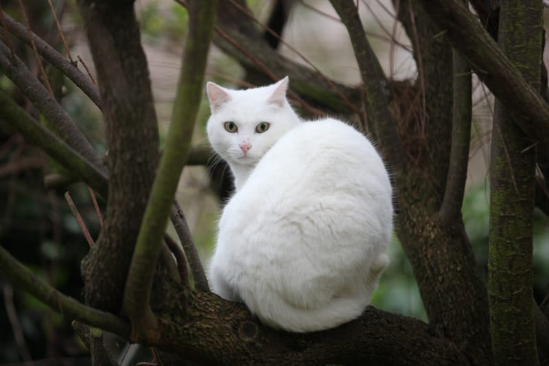 6. TOP de TOP : Animaux insolites posés à l'horizontal