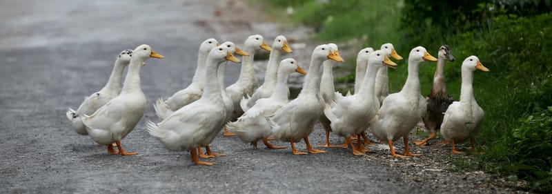 6. TOP de TOP : Animaux insolites posés à l'horizontal