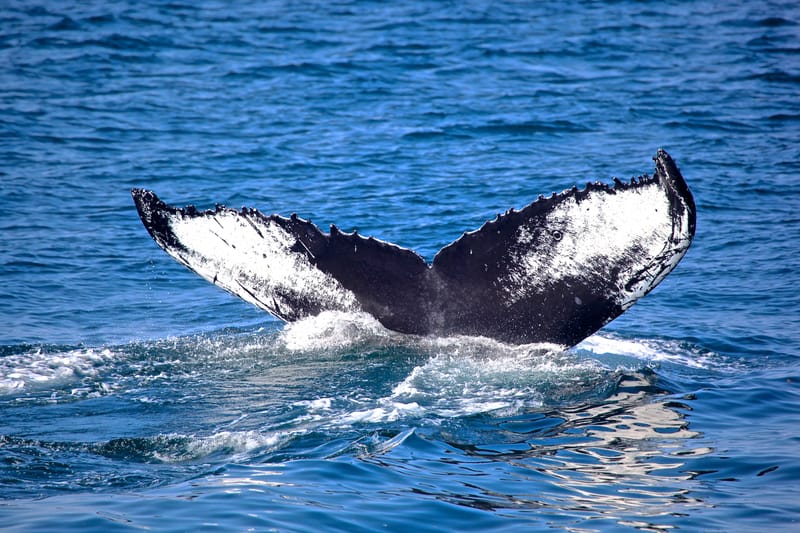 6. TOP de TOP : Animaux insolites posés à l'horizontal