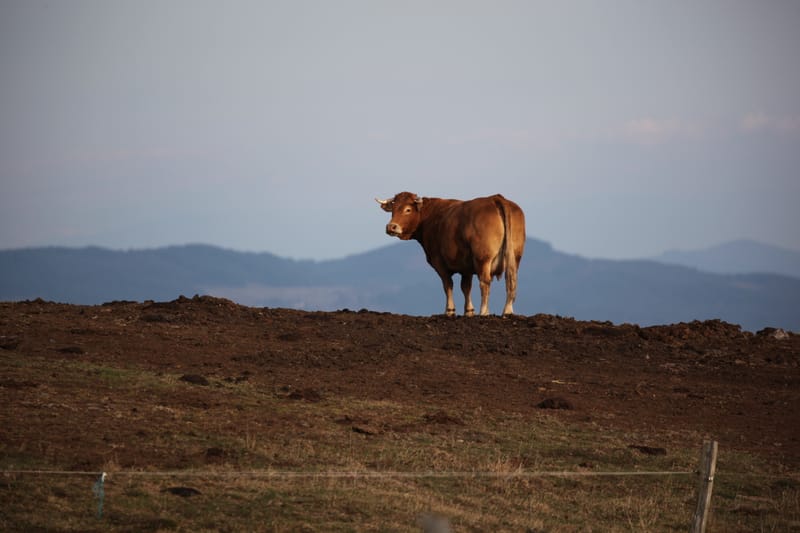 2. ARDECHE : Monts et merveilles chez Marianne & Yann (HRZ)
