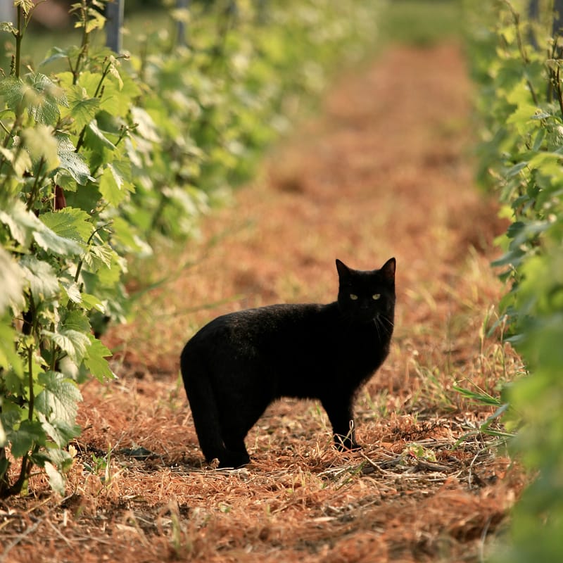 4. CHAMPAGNE : Cher pays de mon enfance (carré)