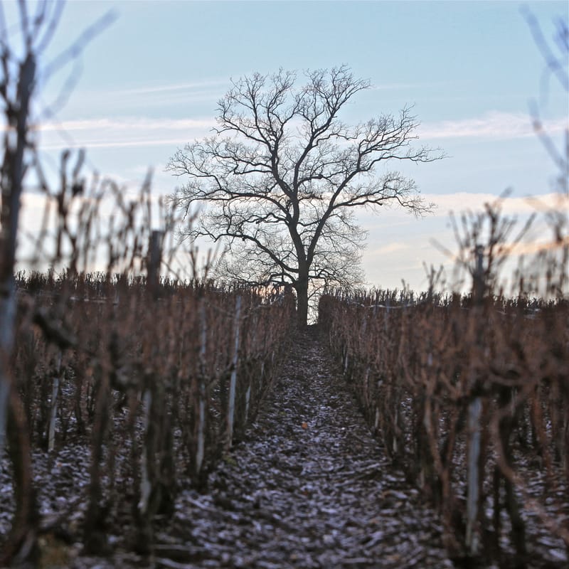 4. CHAMPAGNE : Cher pays de mon enfance (carré)