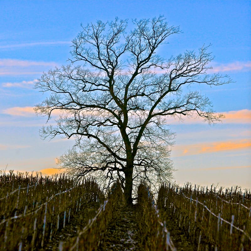 4. CHAMPAGNE : Cher pays de mon enfance (carré)