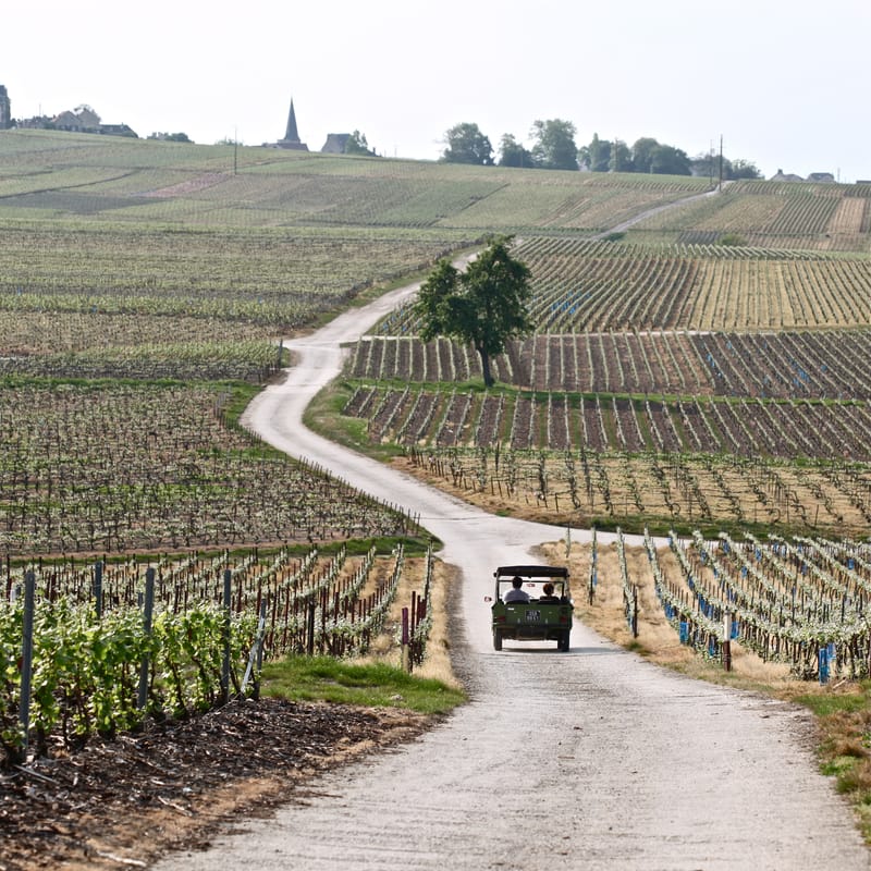 4. CHAMPAGNE : Cher pays de mon enfance (carré)