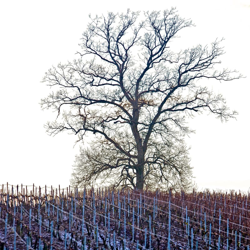 4. CHAMPAGNE : Cher pays de mon enfance (carré)