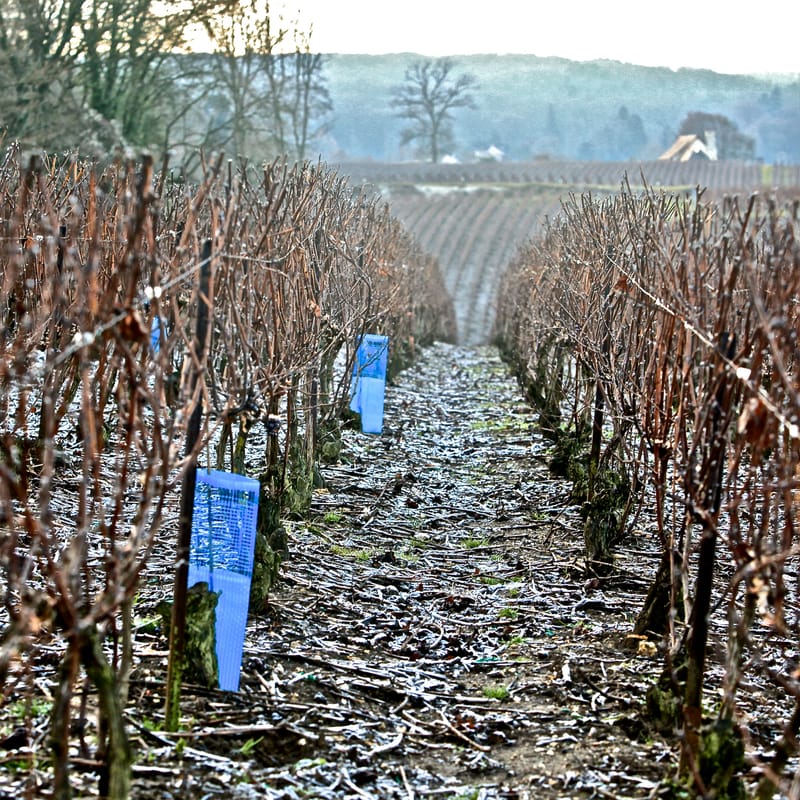 4. CHAMPAGNE : Cher pays de mon enfance (carré)