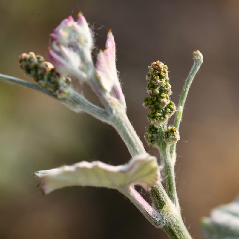 4. CHAMPAGNE : Cher pays de mon enfance (carré)