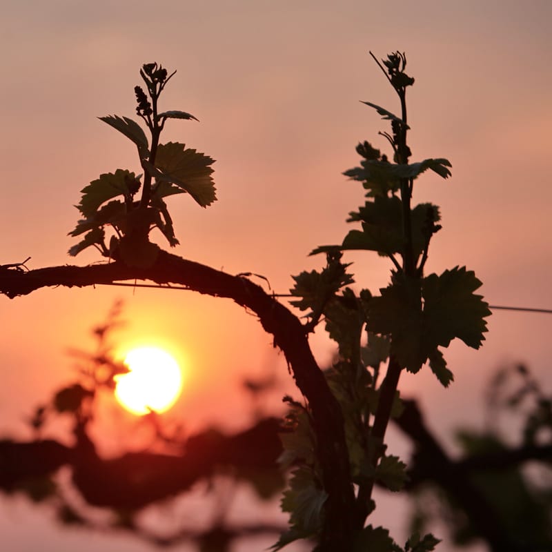 4. CHAMPAGNE : Cher pays de mon enfance (carré)