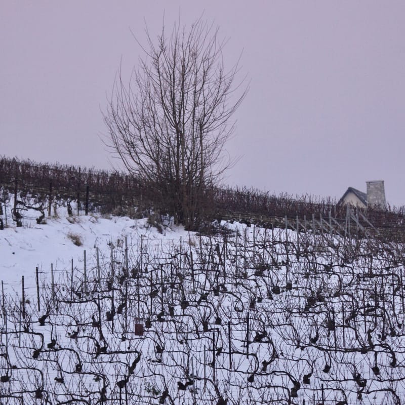 4. CHAMPAGNE : Cher pays de mon enfance (carré)