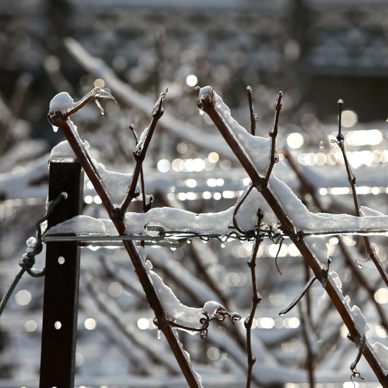 4. CHAMPAGNE : Cher pays de mon enfance (carré)