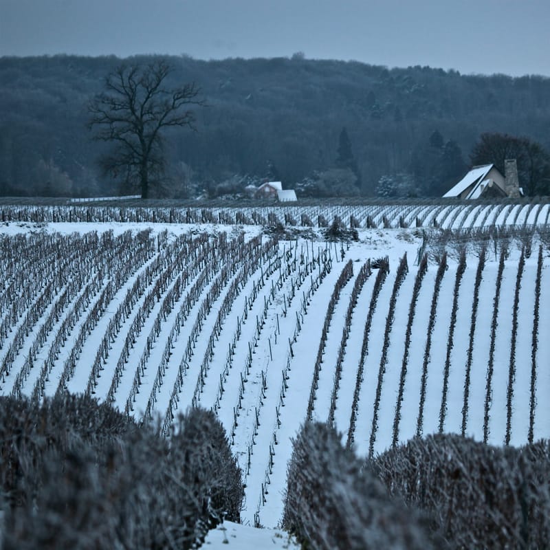 4. CHAMPAGNE : Cher pays de mon enfance (carré)