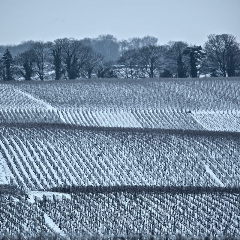 4. CHAMPAGNE : Cher pays de mon enfance (carré)