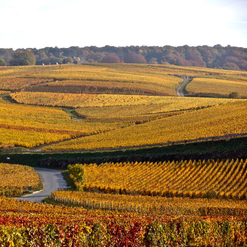 4. CHAMPAGNE : Cher pays de mon enfance (carré)