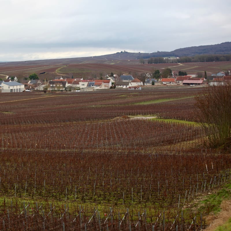 4. CHAMPAGNE : Cher pays de mon enfance (carré)