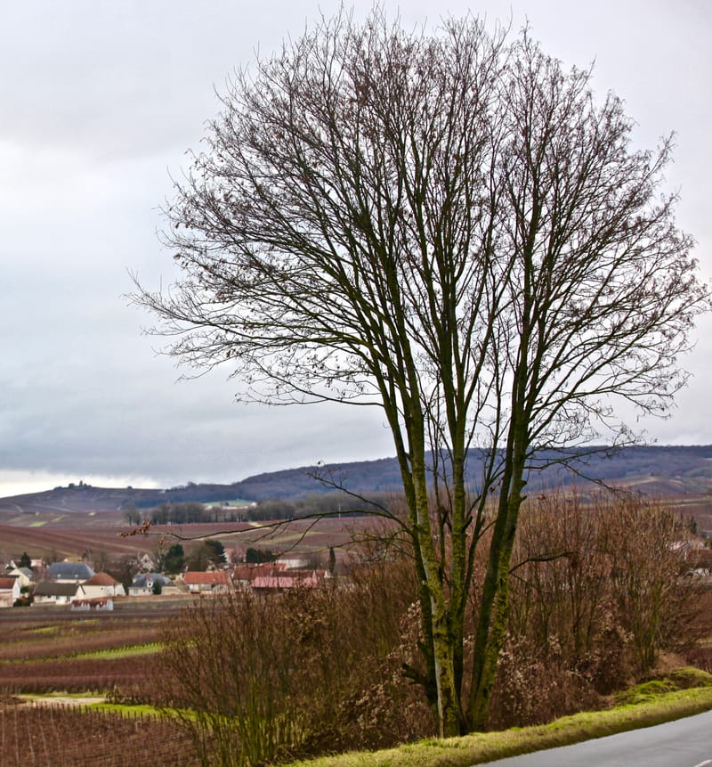 4. CHAMPAGNE : Cher pays de mon enfance (carré)