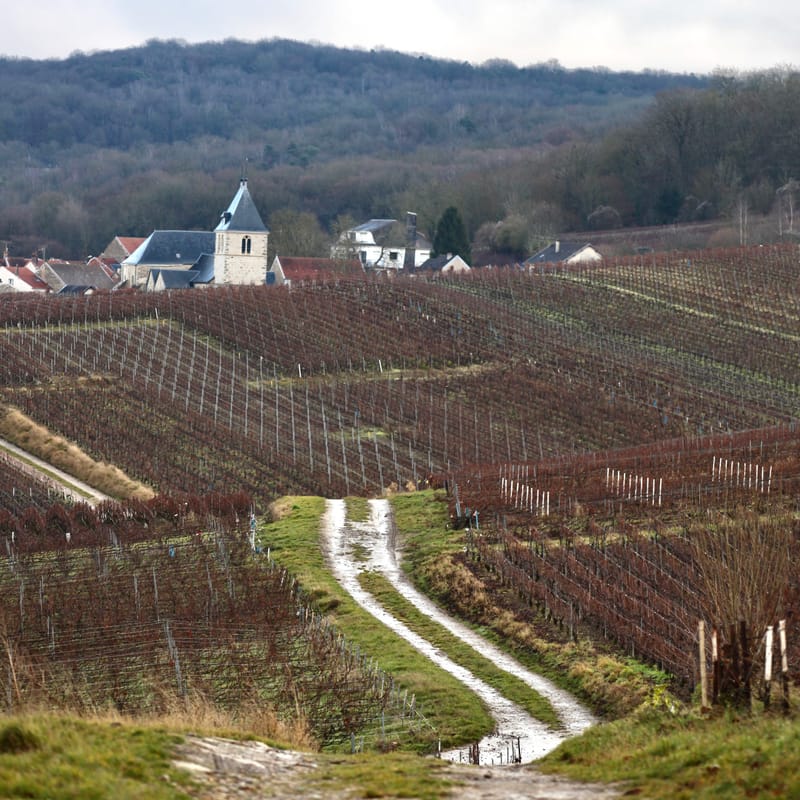4. CHAMPAGNE : Cher pays de mon enfance (carré)
