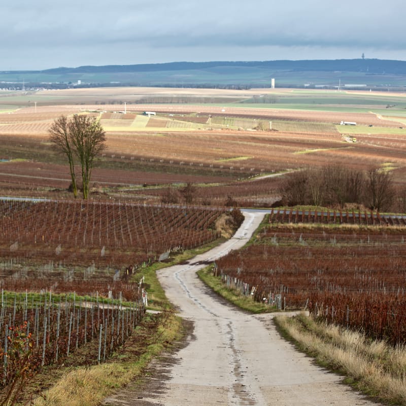 4. CHAMPAGNE : Cher pays de mon enfance (carré)