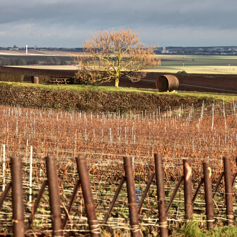 4. CHAMPAGNE : Cher pays de mon enfance (carré)