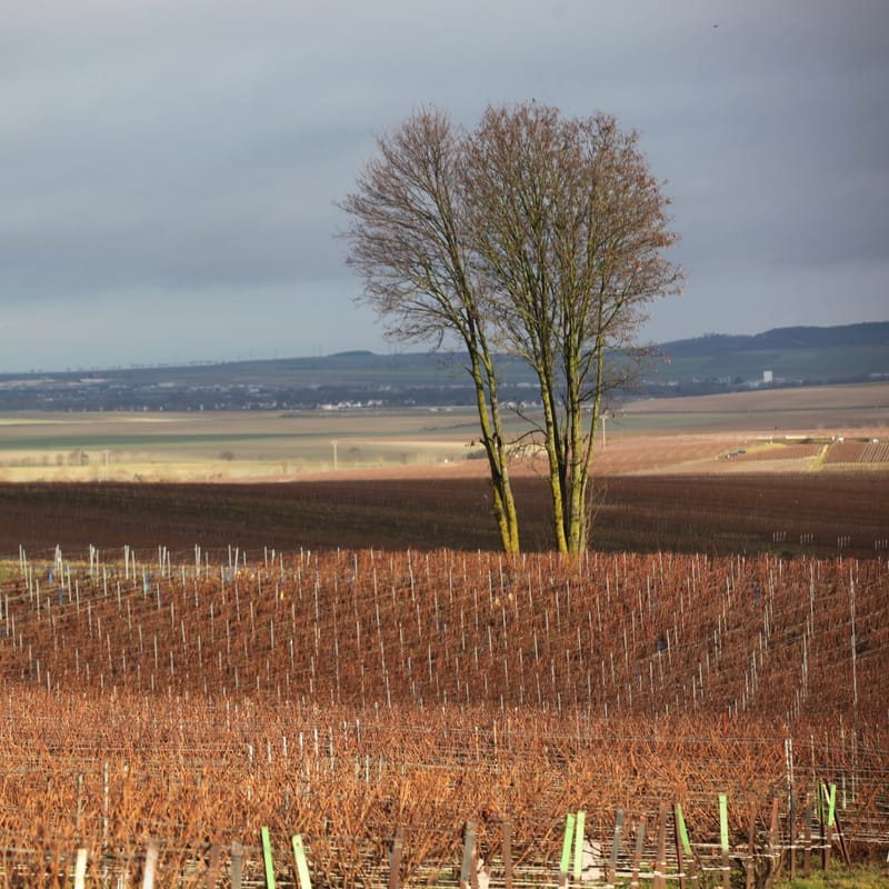 4. CHAMPAGNE : Cher pays de mon enfance (carré)
