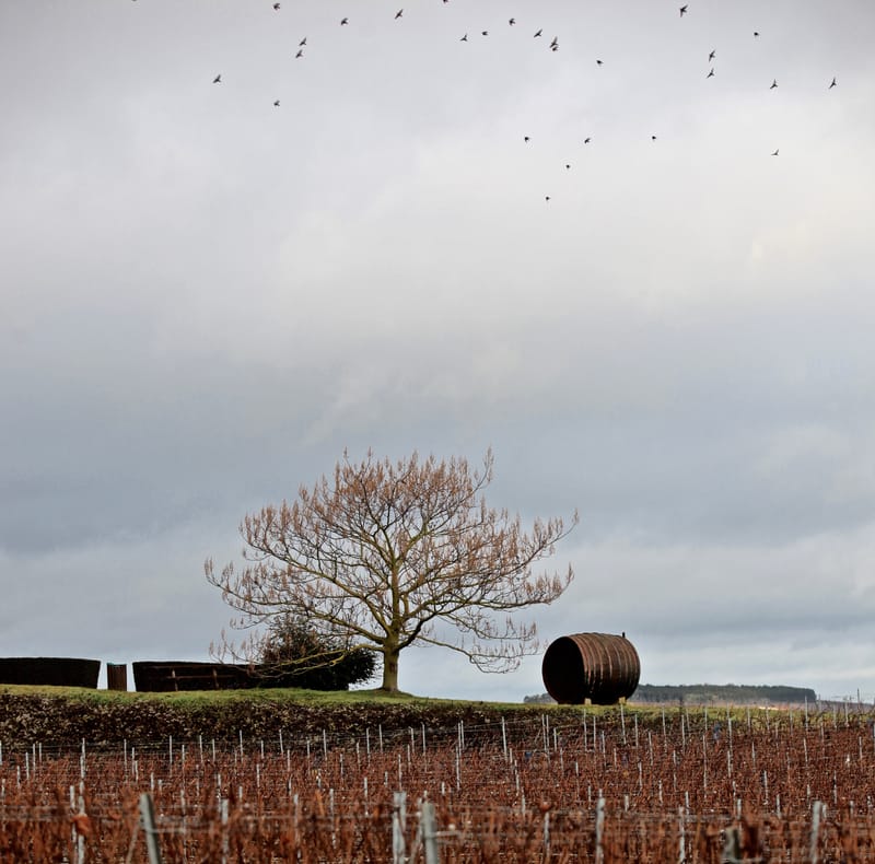 4. CHAMPAGNE : Cher pays de mon enfance (carré)