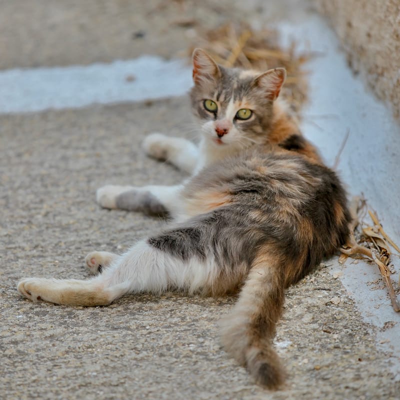 8. GRECE : Mykonos 1, résumé aux Carrés (CCC)