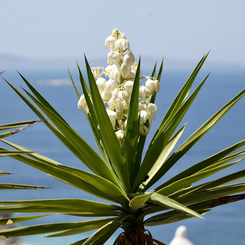 8. GRECE : Mykonos 1, résumé aux Carrés (CCC)