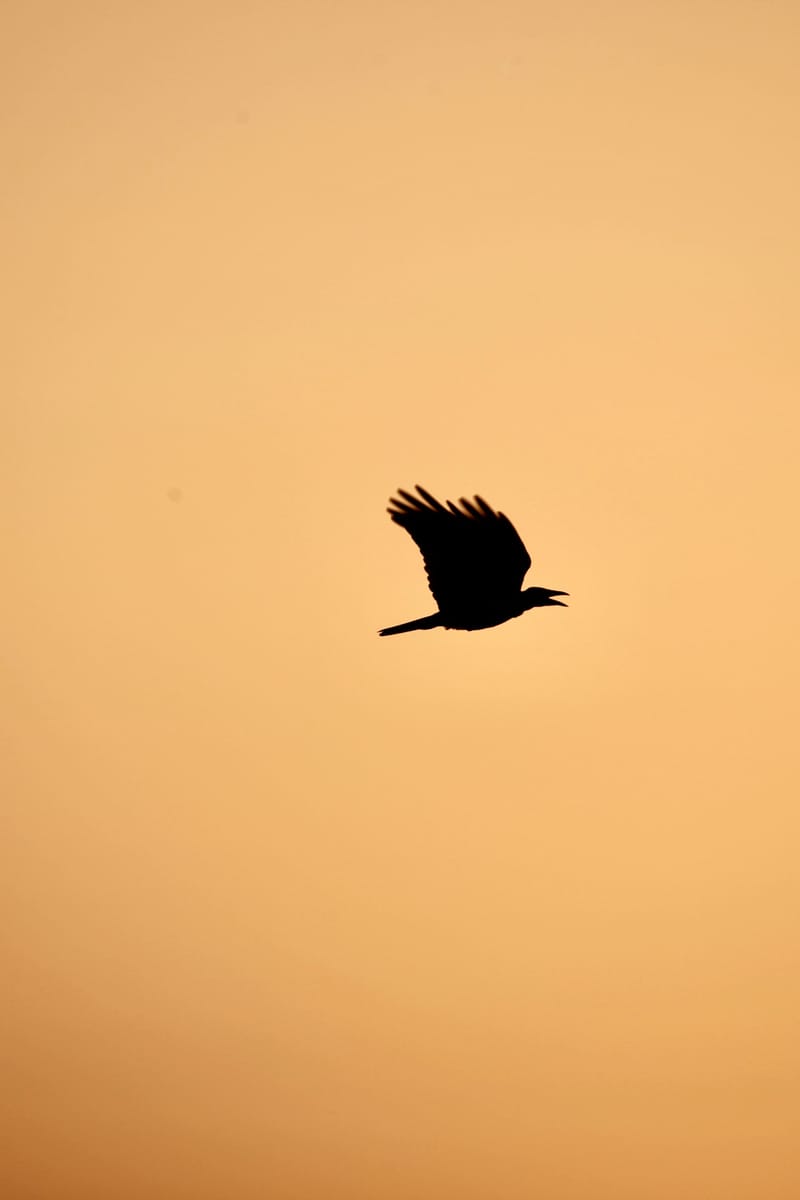 9. GRECE : Mykonos 2, à la verticale (VTL)