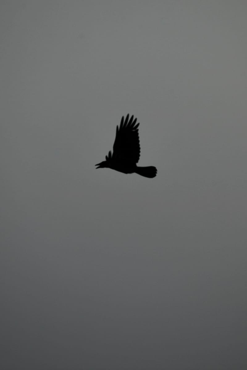 9. GRECE : Mykonos 2, à la verticale (VTL)