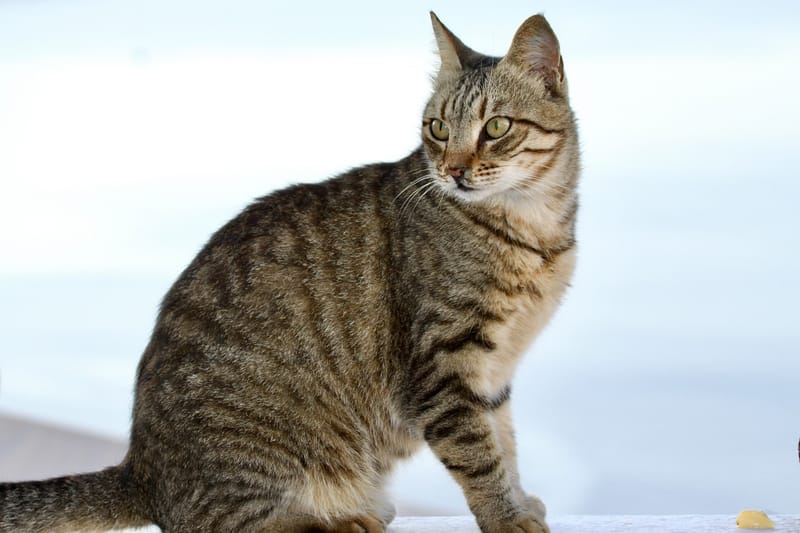 12. GRECE : Selec MYKONOS & NAXOS (HRZ)