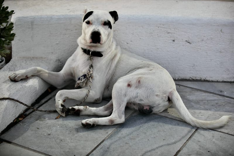 12. GRECE : Selec MYKONOS & NAXOS (HRZ)