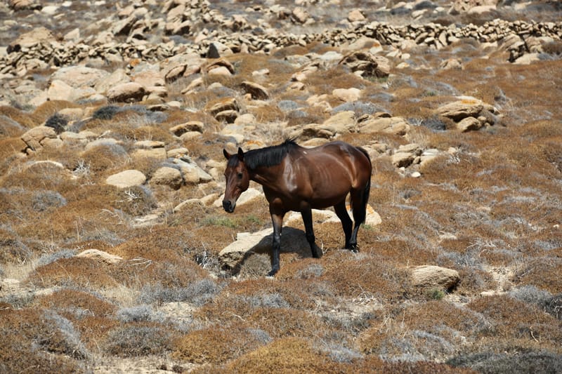 13. GRECE : Selec MYKONOS (HRZ)